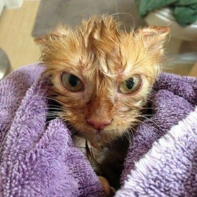 Miro_Collas@masto.ai