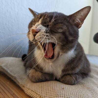 elmiller0330@disabled.social