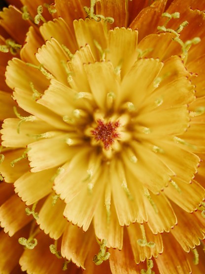 Intricate details from the heart of an orange hawkweed flower taken with a macro lens