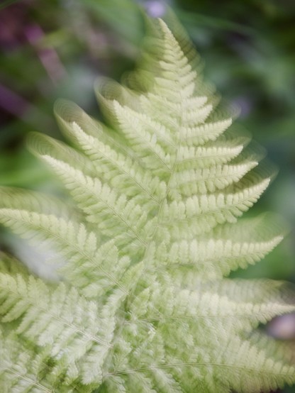The lovely, architectural fronds of a fern blowing in a gentle, warm breeze, blurred by the movement and a slow shutter achieved by using a neutral density filter.