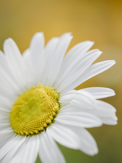 The yellow centre and white petals of an oxeye daisy shown close up against the pale orange background of blurred hawkweed flowers