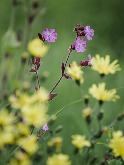The delicate pink petals of red campion are in sharp focus against a blurred foreground of pale yellow chicory flowers