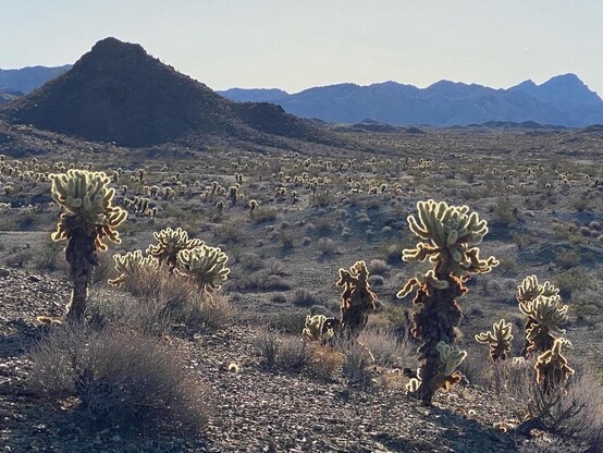 Mojave desert landscape with cactus and mountains in background. 