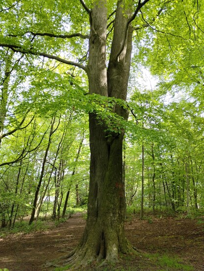 A big, old beech, which splits into two thick trunks halfway up. The ground immediately beneath it is clear but it is surrounded by a circle of slender trees. Everything is in full leaf, bright green, and the sky behind is bright and blue.