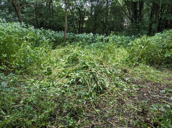 A large patch of Himalayan Balsam that has been pulled up and pile up to compost. Salford, UK.
